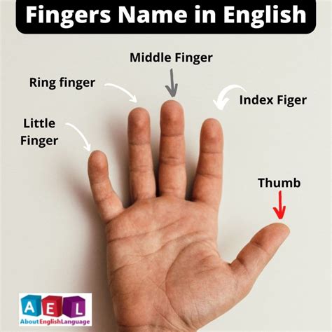 5隻手指|Names of the fingers 主題單字